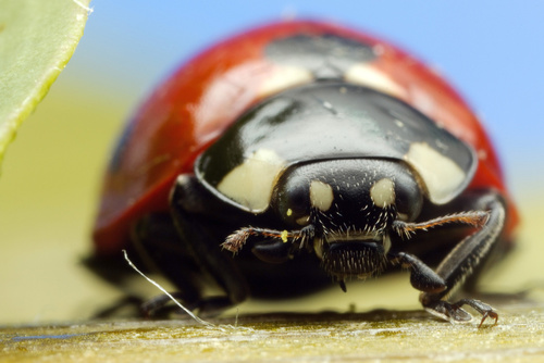 Buckmaster can treat and prevent problems with ladybugs