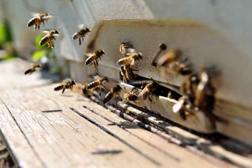 Let Buckmaster deal with unwanted bees