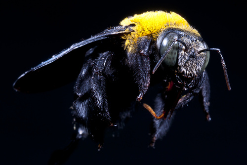 Have Buckmaster deal with carpenter bees in your property