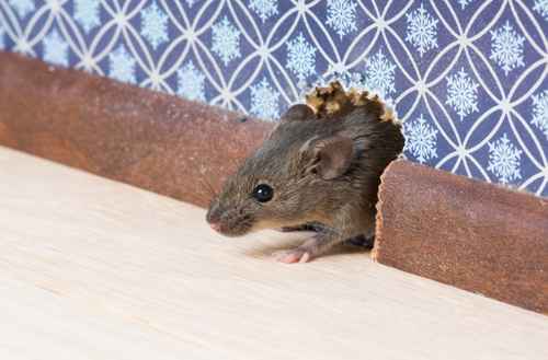 Keep mice out with Buckmaster's help
