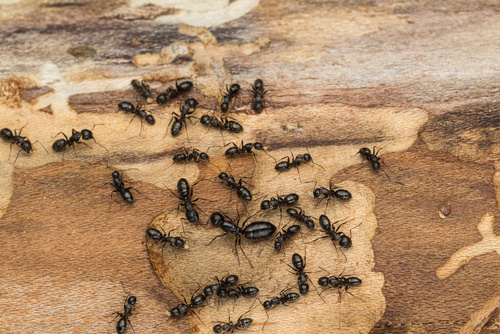 Got ants? We can help